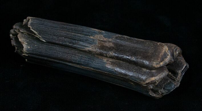 Pleistocene Aged Fossil Horse Tooth - Florida #6091